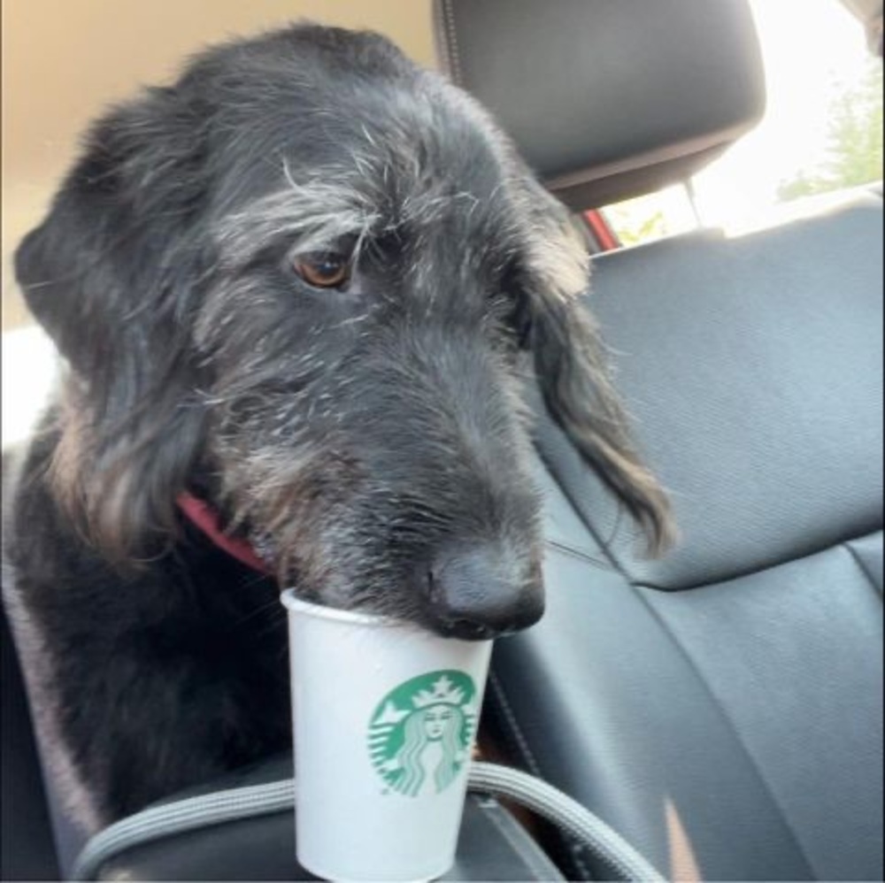 Meet your Posher, Wendy